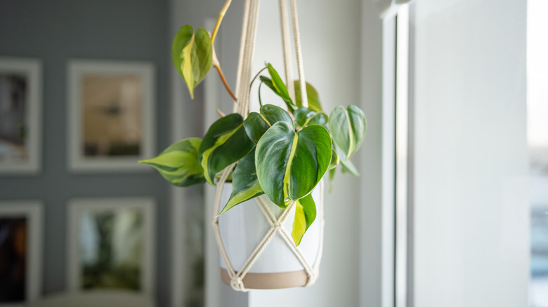 Closeup of a philodendron plant hanging inside