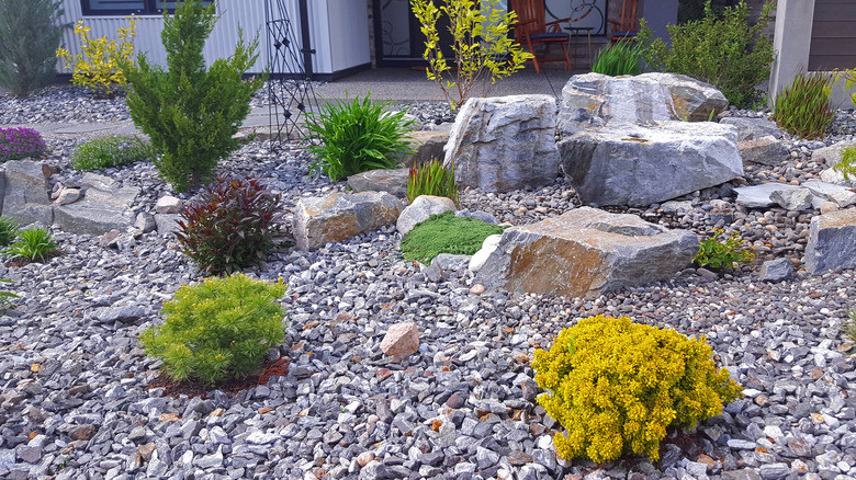A rock garden with plants