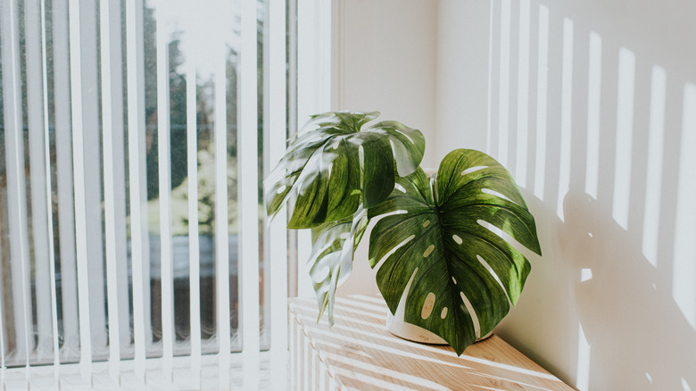 White vertical blinds next to a green plant.