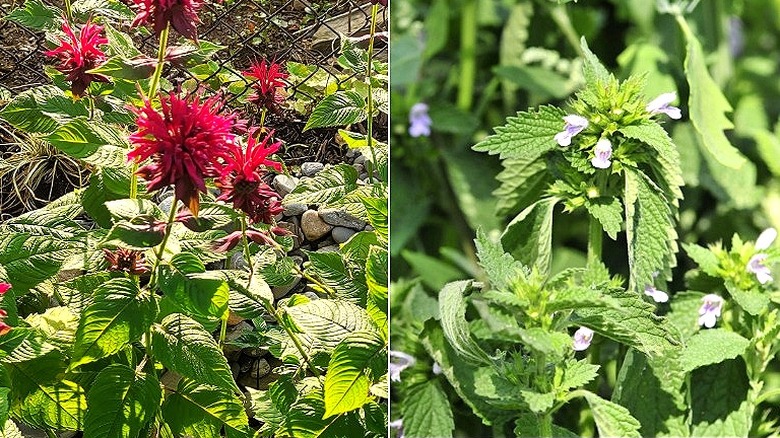 Split image of the herb plants bee balm and lemon balm with flowers