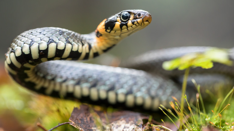 snake outside in grass