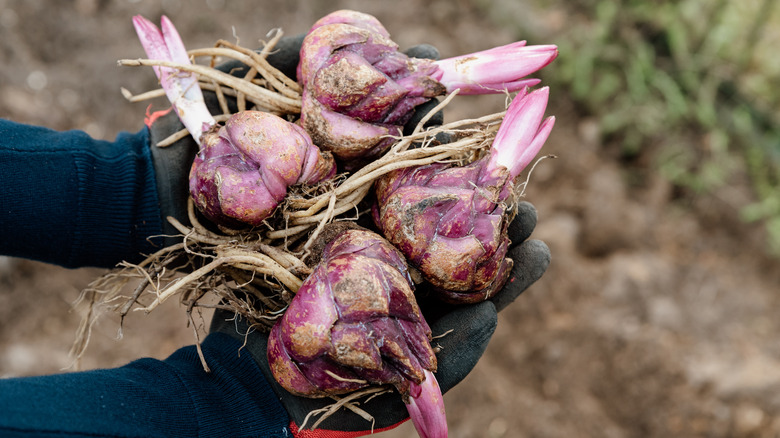 Hands holding four lily bulbs