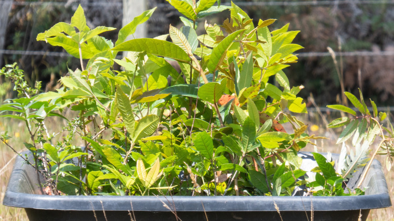 A small plant with green leaves growing in a container