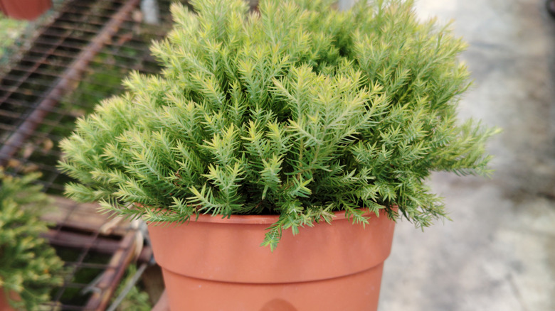 Hand holding a potted conifer shrub