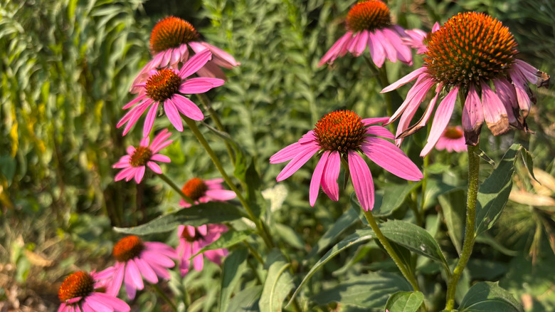 Pink blooms of coneflowers receiving sunlight