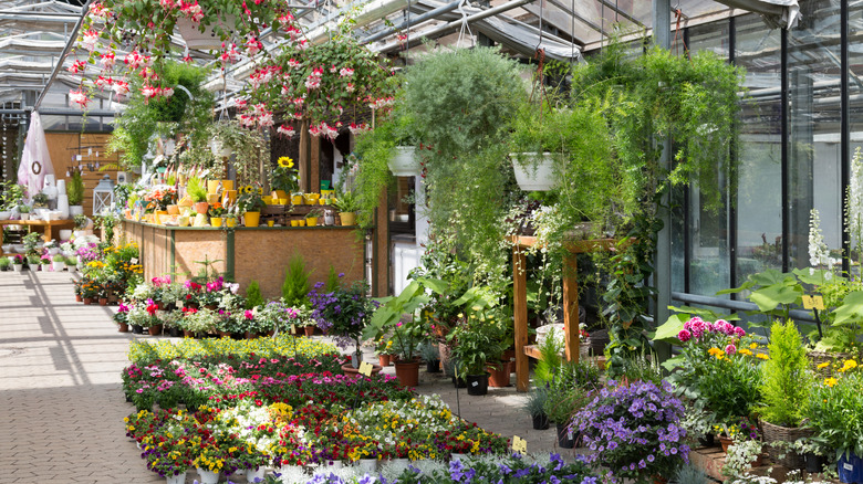 Plants housed within a greenhouse at a garden center, including hanging baskets and pots on tables