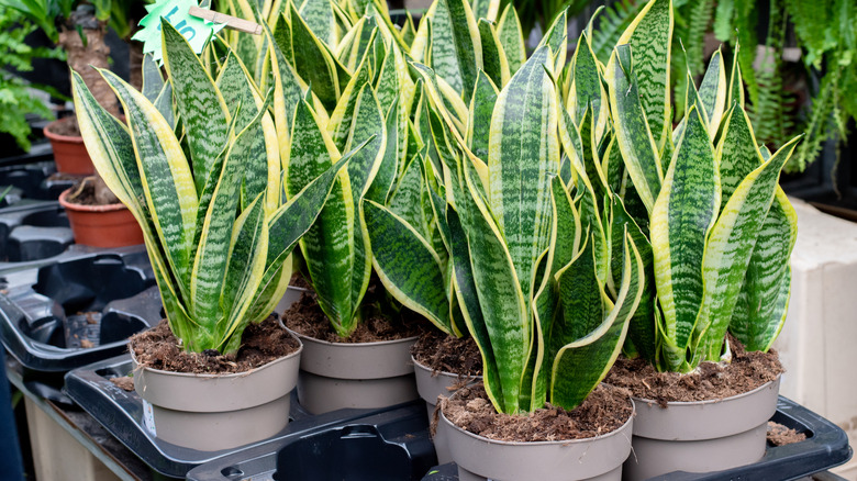 A bunch of snake plants for sale at a nursery