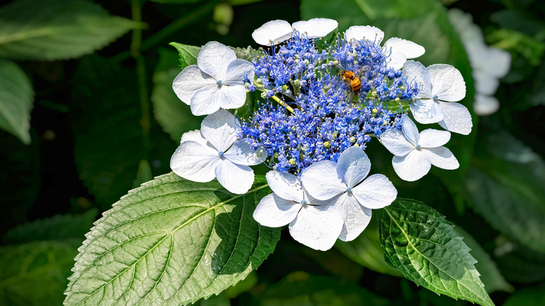 Bee drinking nectar from white flowers with blue centers