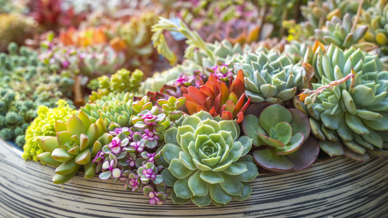 Many small and colorful succulents