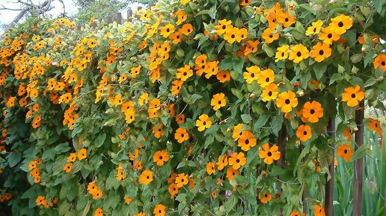 Black-eyed Susan vine growing on a fence