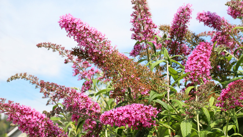 Close-up of pink butterfly bush flower clusters
