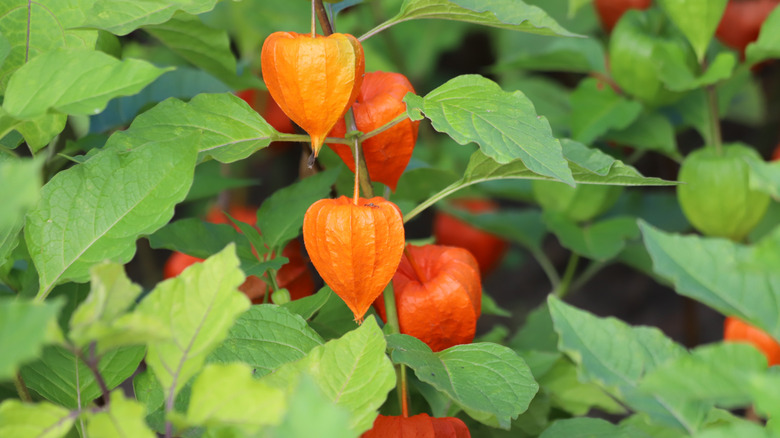 Close-up of orange Chinese lantern calyces