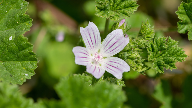 Close-up of a light purple common mallow flower