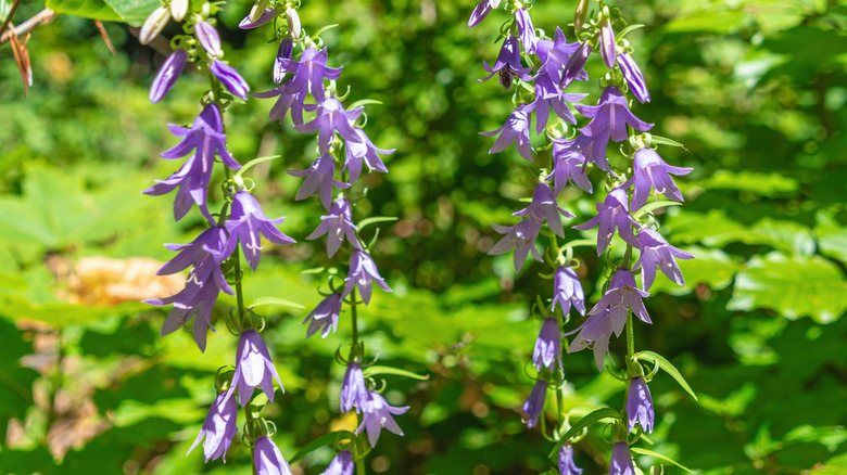 Purple creeping bellflower spikes
