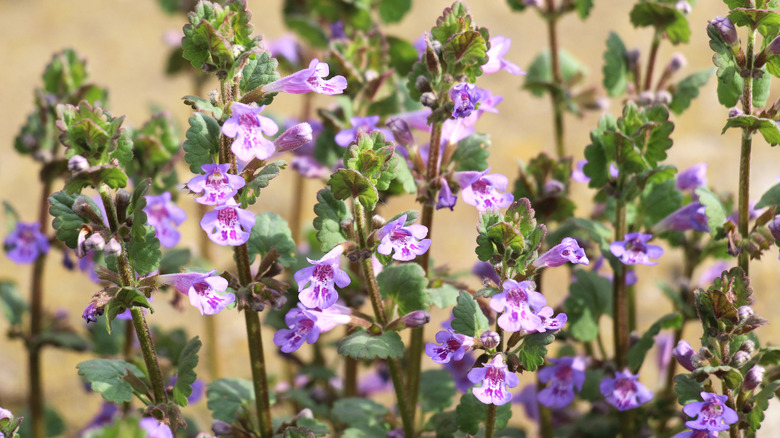 Close-up of creeping Charlie flowers in bloom