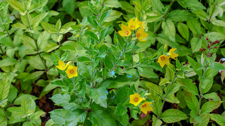 Close-up of creeping Jenny flowers and foliage