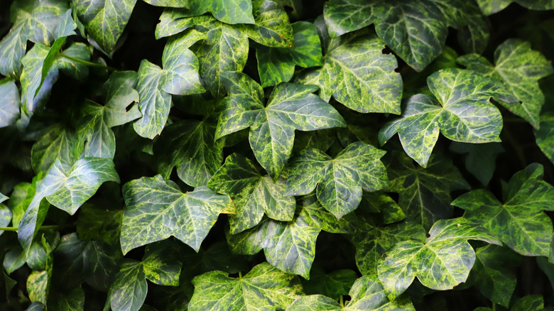 Close-up of English ivy leaves