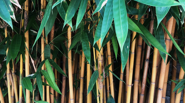 Densely growing golden bamboo