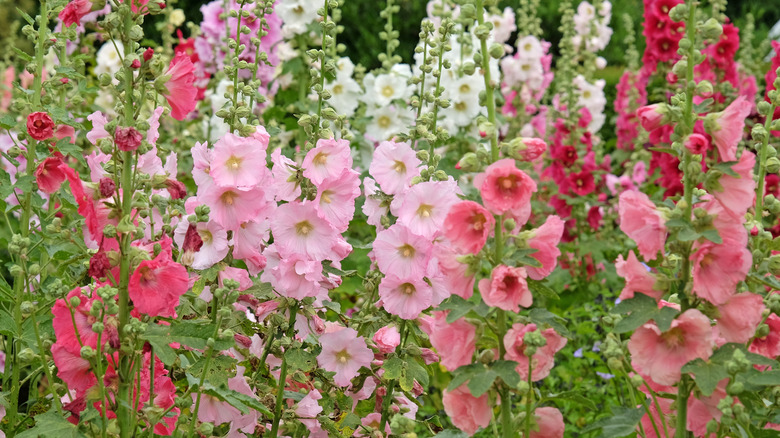 Hollyhock flower spikes in several pink shades