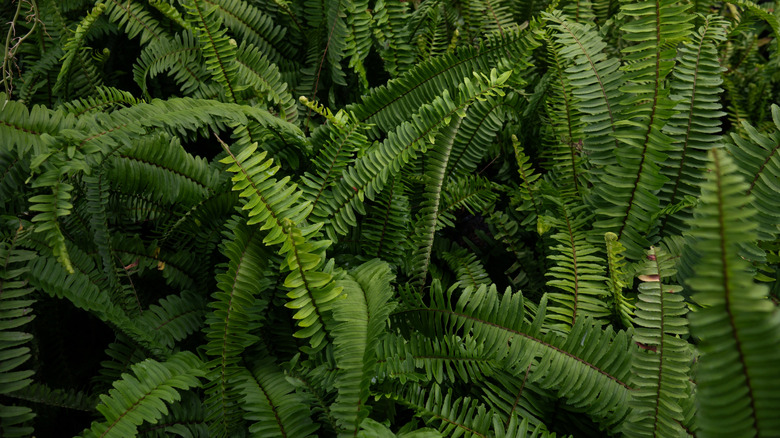 Invasive sword fern foliage