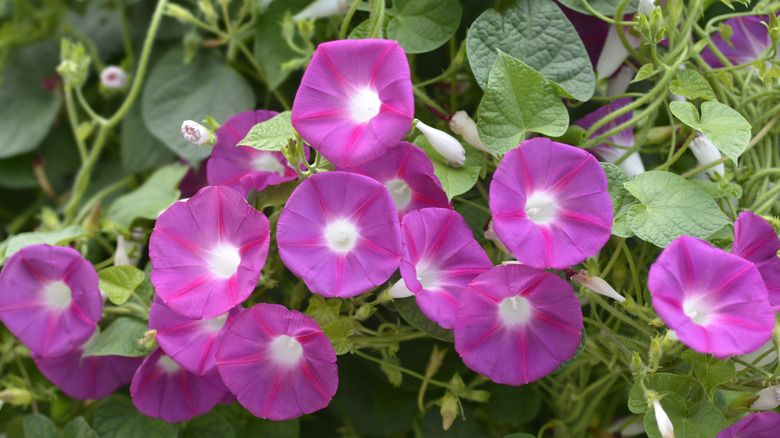 Close-up of pink morning glory flowers