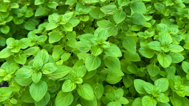 Close-up of bright green oregano foliage