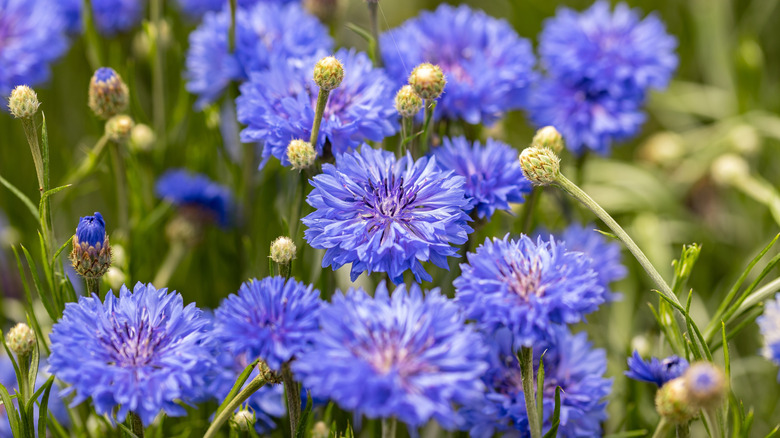 Close-up of blue perennial cornflower blooms