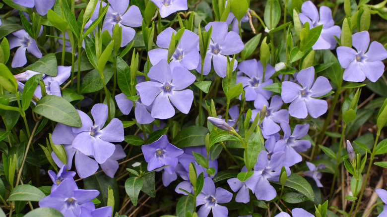 Close-up of periwinkle flowers and foliage