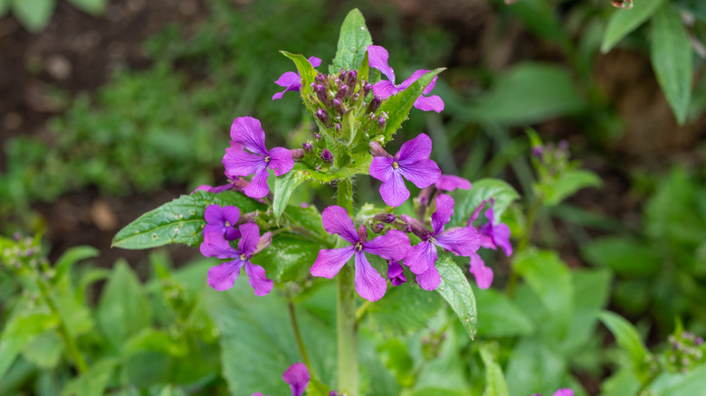 Close-up of purple silver dollar flowers and leaves