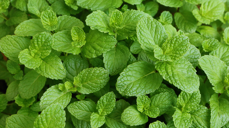 Close-up of spearmint folilage