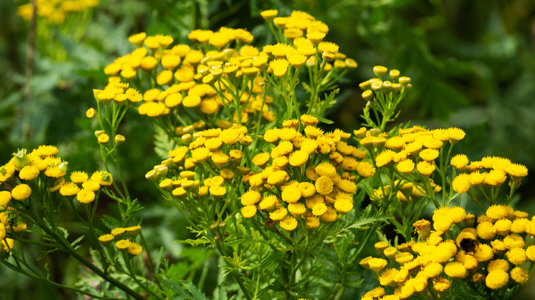 Close-up of yellow tansy flowers