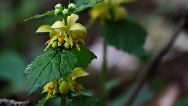 Close-up of yellow archangel flowers and leaves