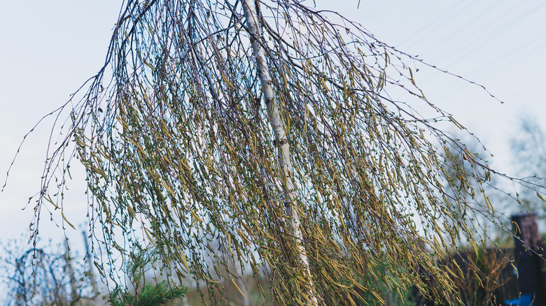 weeping birch and bright around