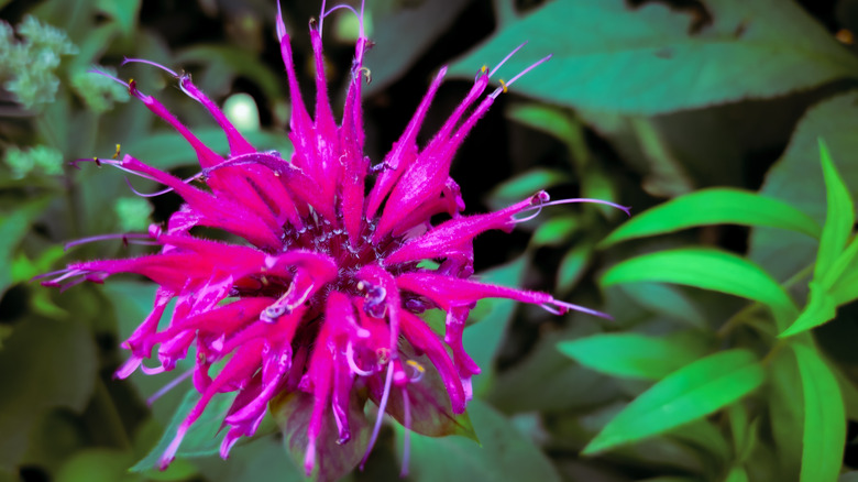 close up on scarlet bee balm