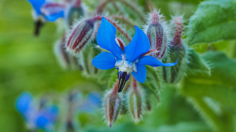 closeup on borage flower