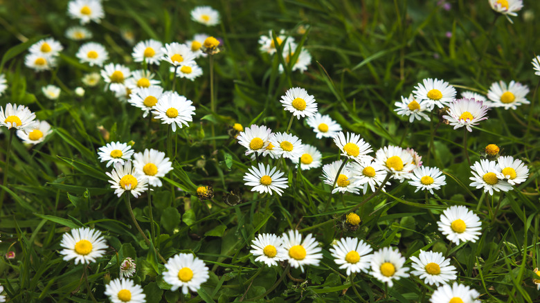 chamomile flowers growing