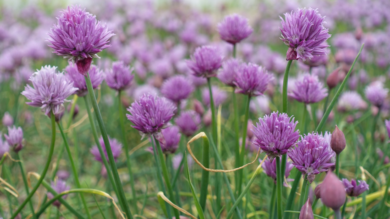 flowering chives growing in field