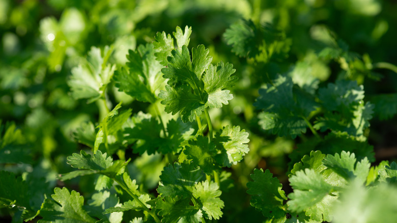 closeup of cilantro leaves