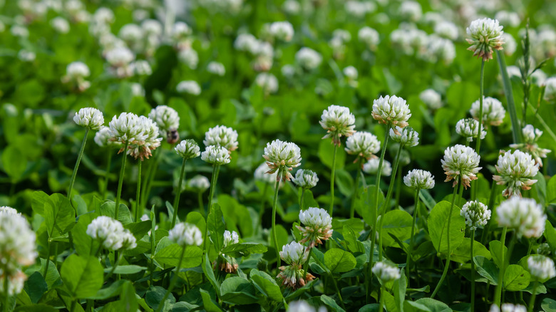 white clover growing as ground cover with bees