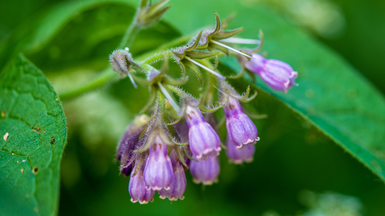 comfrey in bloom during spring