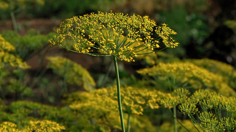 dill flower growing in garden