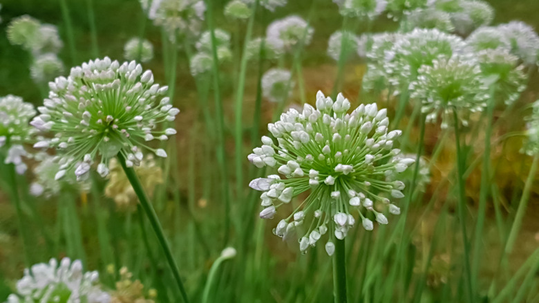 garlic chives in bloom
