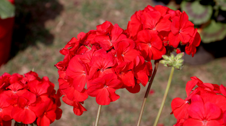 close up on red Pelargonium × hortorum