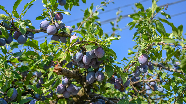 plum tree with fruit