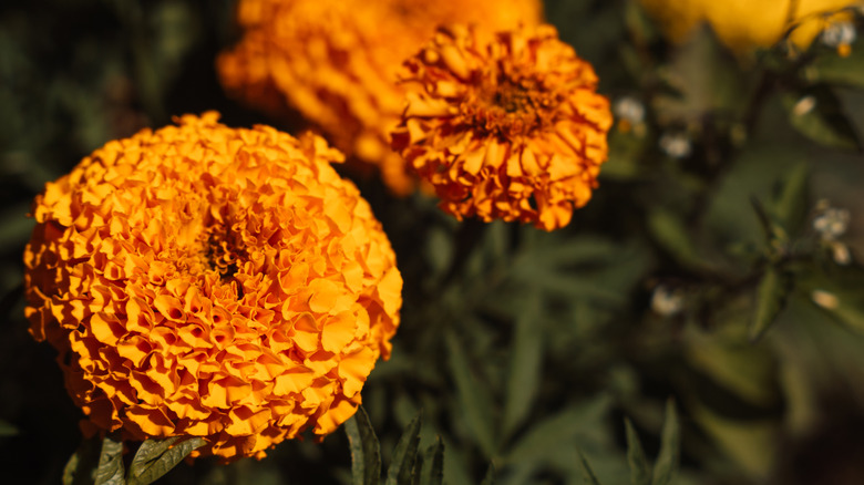 closeup on marigold blooms