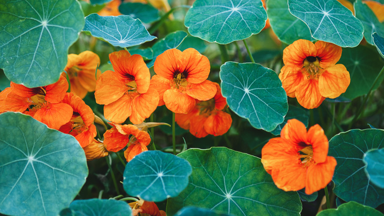Nasturtiums growing in garden