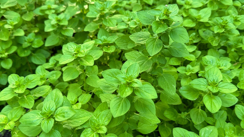 bed of oregano plants