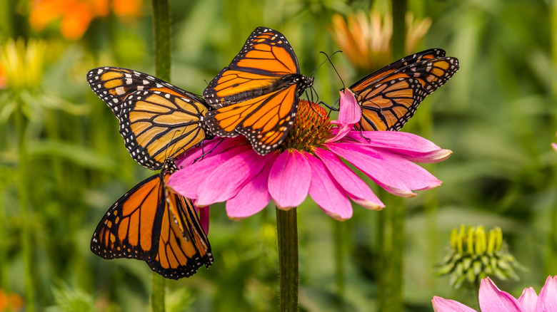 butterflies gathering on purple coneflower