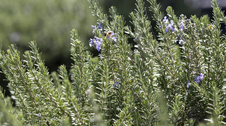 rosemary growing with bees