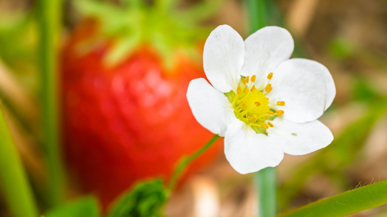 closeup on strawberry flower with strawberry fruit in background